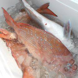 こうゆう丸 釣果