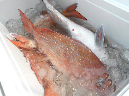 こうゆう丸 釣果