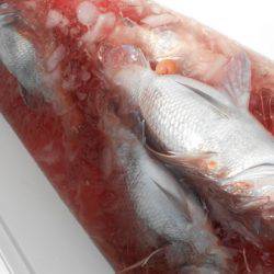 こうゆう丸 釣果