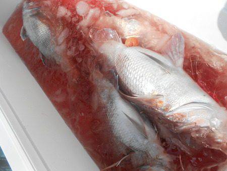 こうゆう丸 釣果