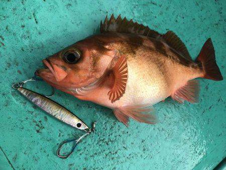 広進丸 釣果