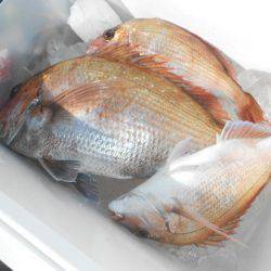 こうゆう丸 釣果