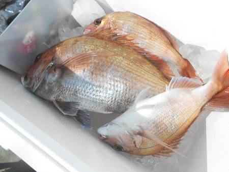 こうゆう丸 釣果