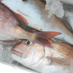 こうゆう丸 釣果