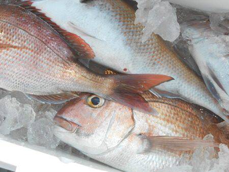 こうゆう丸 釣果