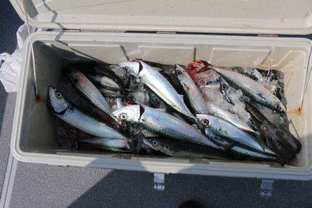 へいみつ丸 釣果