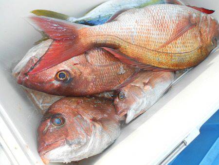 こうゆう丸 釣果