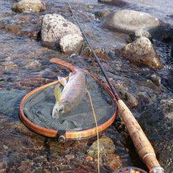 狩野川(狩野川漁業協同組合) 釣果