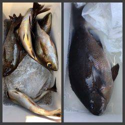 鵜来島家本渡船 釣果