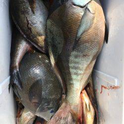 鵜来島家本渡船 釣果