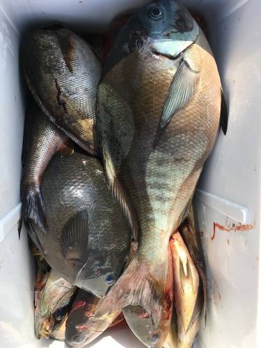 鵜来島家本渡船 釣果