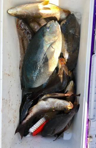 鵜来島家本渡船 釣果