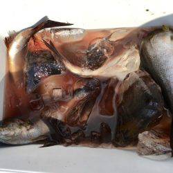 鵜来島家本渡船 釣果