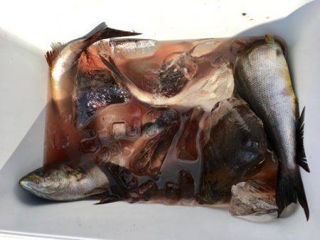 鵜来島家本渡船 釣果