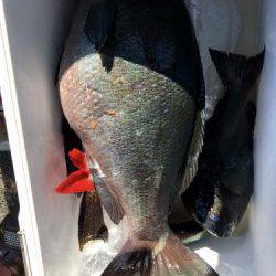 鵜来島家本渡船 釣果