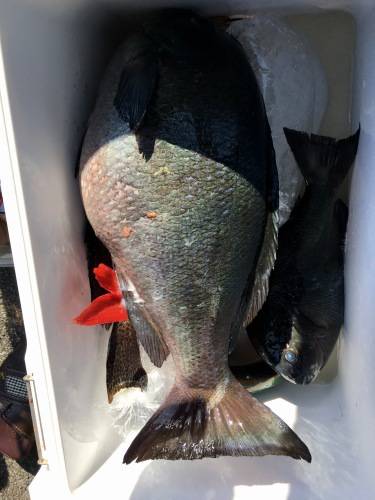 鵜来島家本渡船 釣果