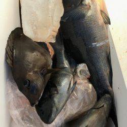 鵜来島家本渡船 釣果