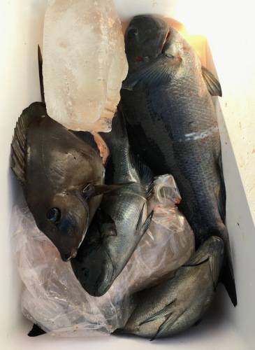 鵜来島家本渡船 釣果