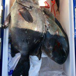 鵜来島家本渡船 釣果