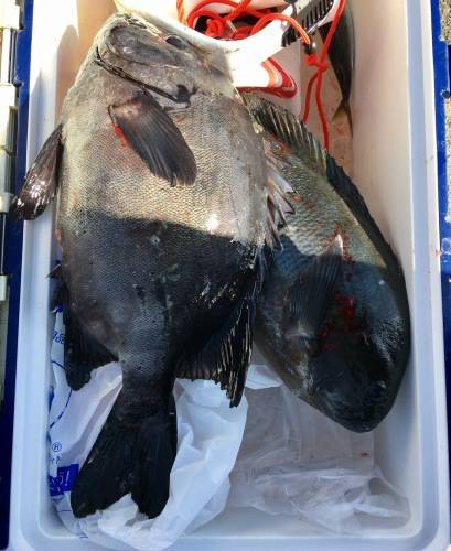 鵜来島家本渡船 釣果