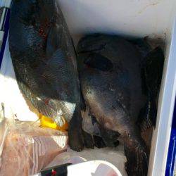 鵜来島家本渡船 釣果