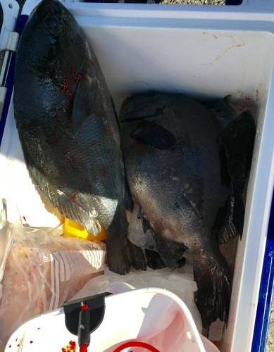 鵜来島家本渡船 釣果