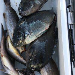 鵜来島家本渡船 釣果