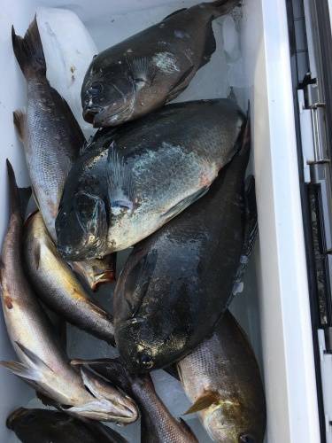 鵜来島家本渡船 釣果