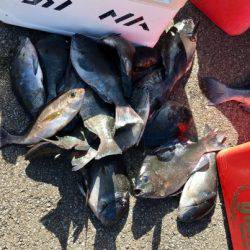 鵜来島家本渡船 釣果