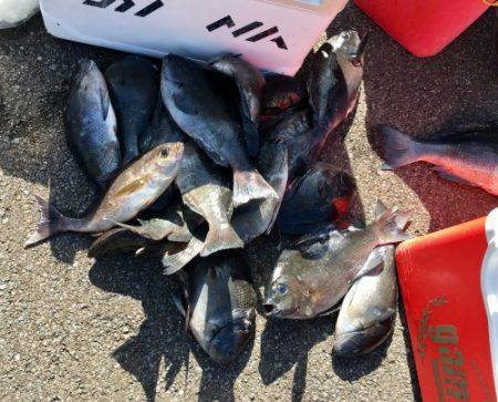 鵜来島家本渡船 釣果