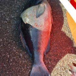 鵜来島家本渡船 釣果