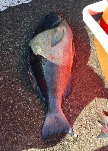 鵜来島家本渡船 釣果