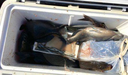 鵜来島家本渡船 釣果