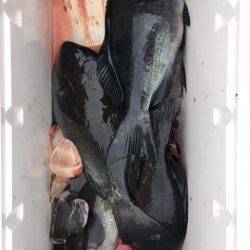 鵜来島家本渡船 釣果