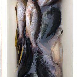 鵜来島家本渡船 釣果