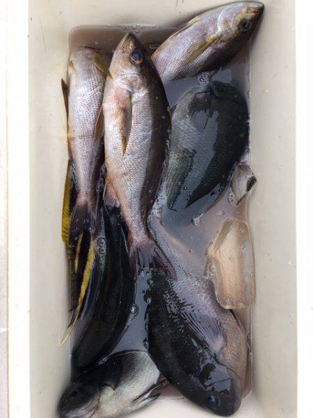 鵜来島家本渡船 釣果