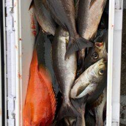 鵜来島家本渡船 釣果