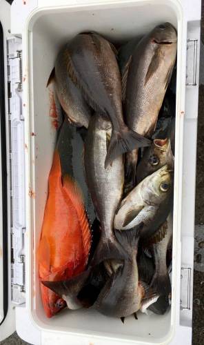 鵜来島家本渡船 釣果