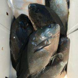 鵜来島家本渡船 釣果