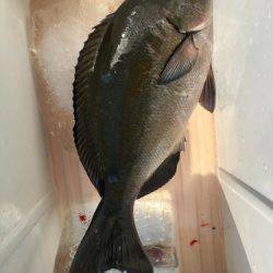 鵜来島家本渡船 釣果