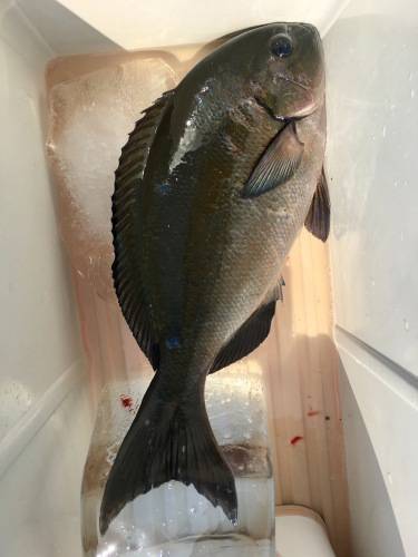 鵜来島家本渡船 釣果