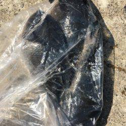 鵜来島家本渡船 釣果