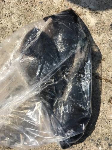 鵜来島家本渡船 釣果