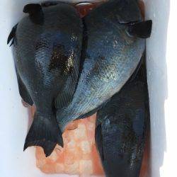 鵜来島家本渡船 釣果