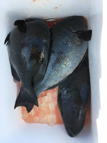 鵜来島家本渡船 釣果