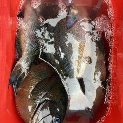 鵜来島家本渡船 釣果