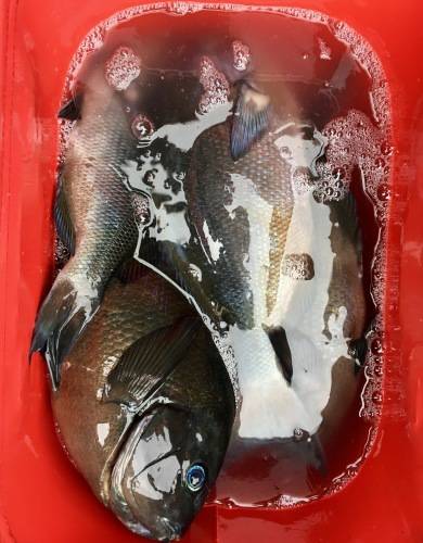 鵜来島家本渡船 釣果