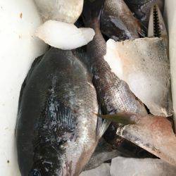 鵜来島家本渡船 釣果