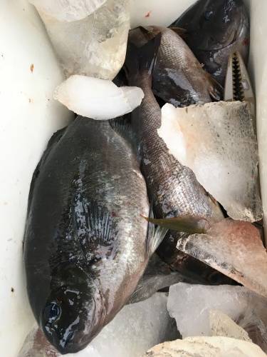 鵜来島家本渡船 釣果