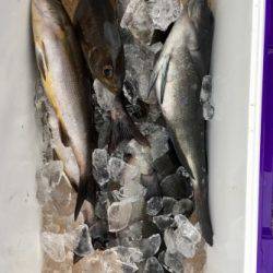 鵜来島家本渡船 釣果